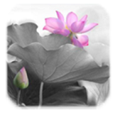 水墨中国风锁屏app下载-安卓版下载v7.1最新版