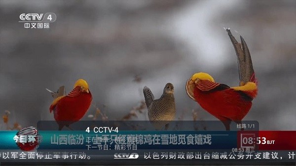 龙哥直播电视版