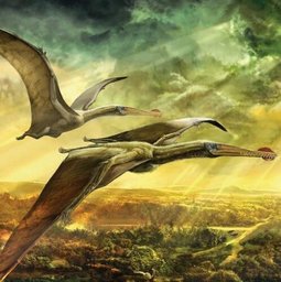 终极翼龙模拟器中文破解版