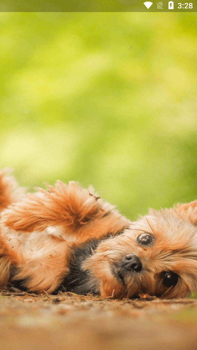 爱狗交流器免费版下载